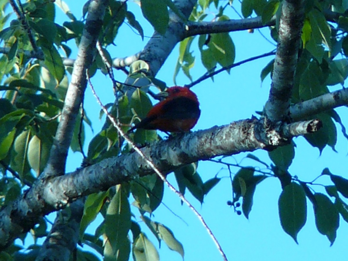 Scarlet Tanager - ML141968591