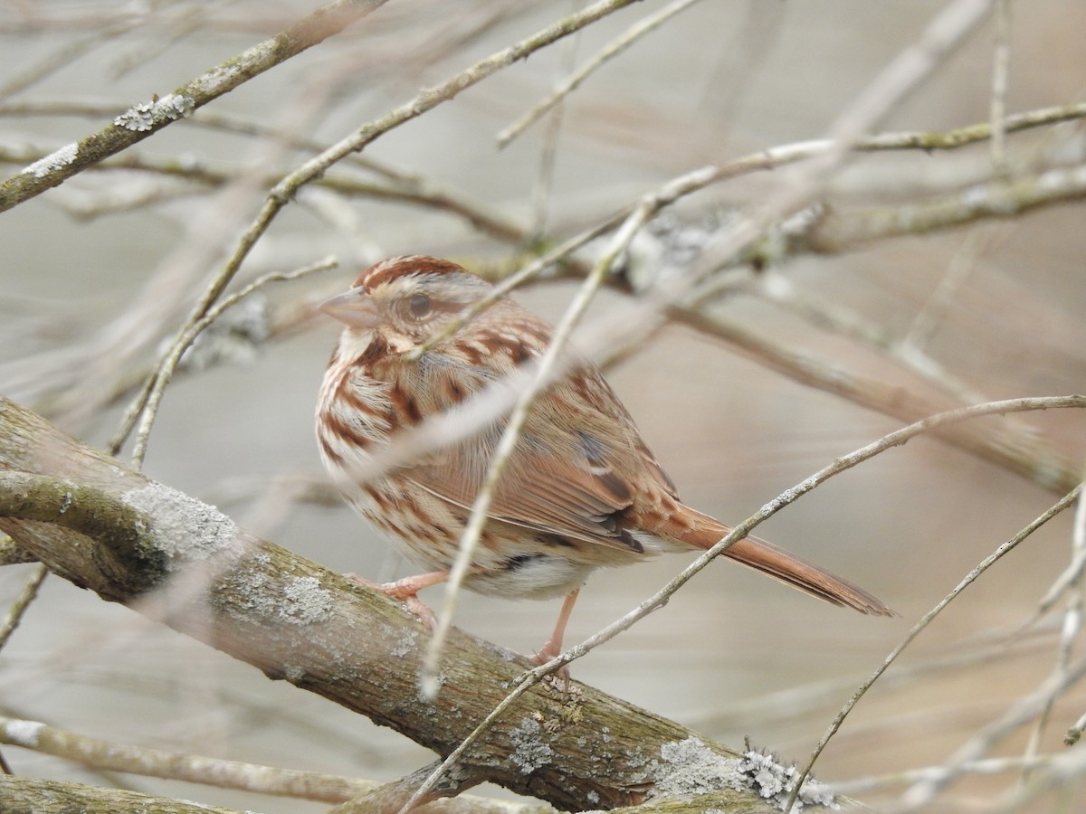 Song Sparrow - Bee Breutinger