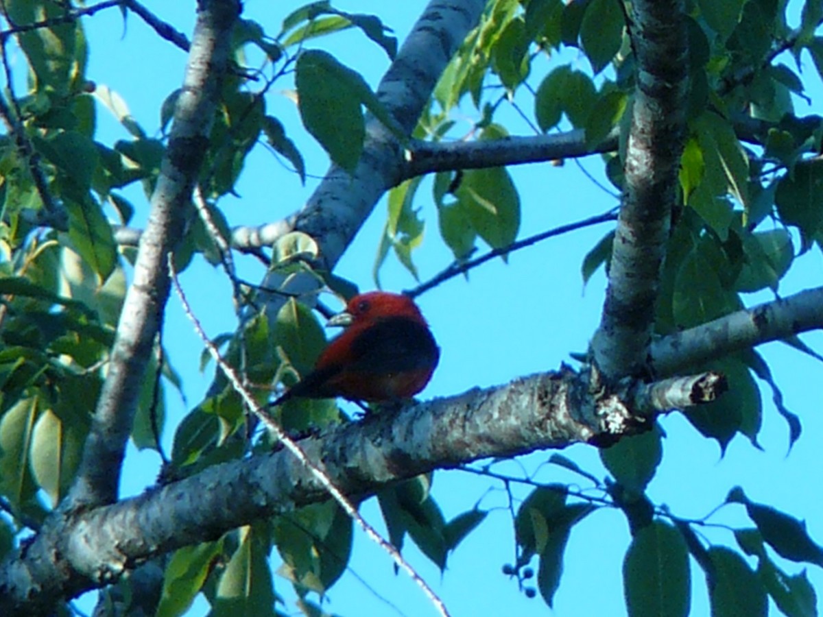 Scarlet Tanager - ML141968711