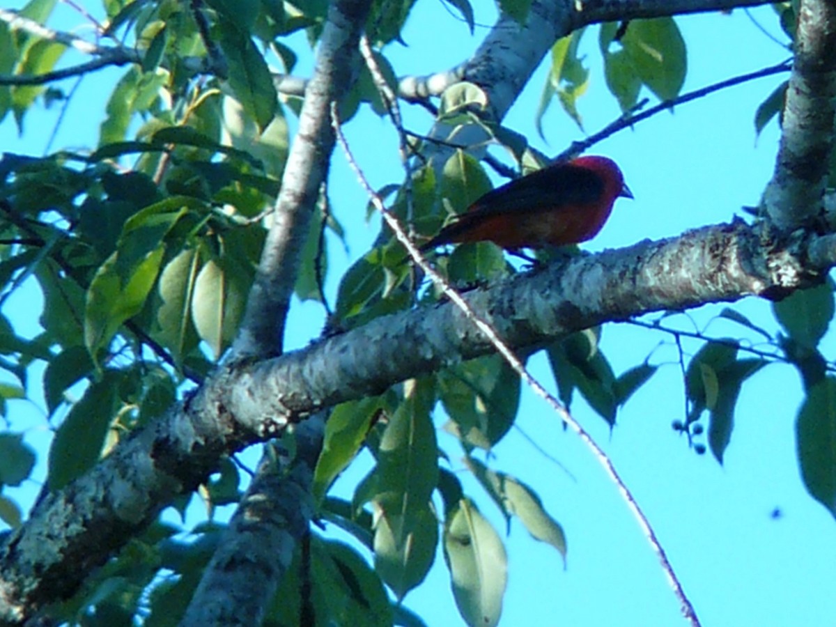 Scarlet Tanager - ML141968721