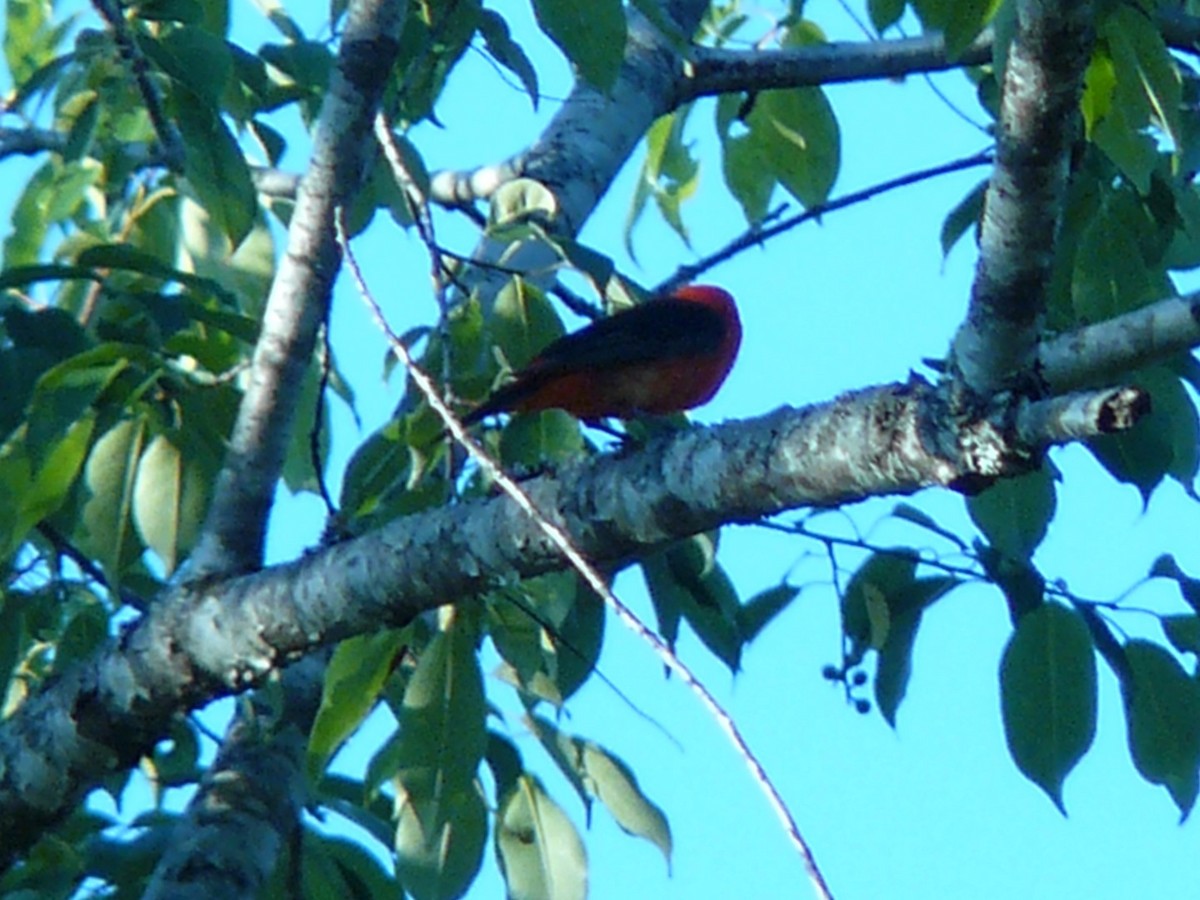 Scarlet Tanager - ML141968801