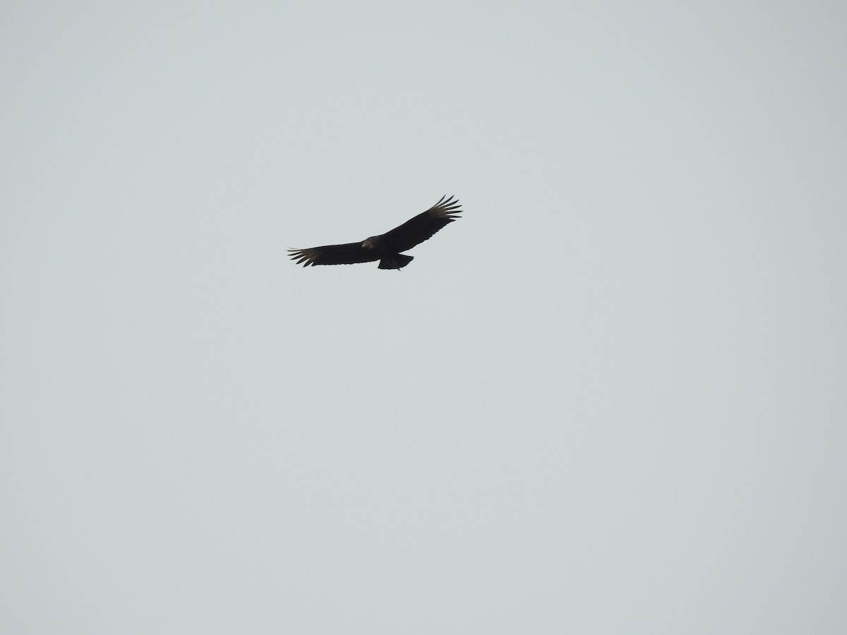 Black Vulture - ML141968831