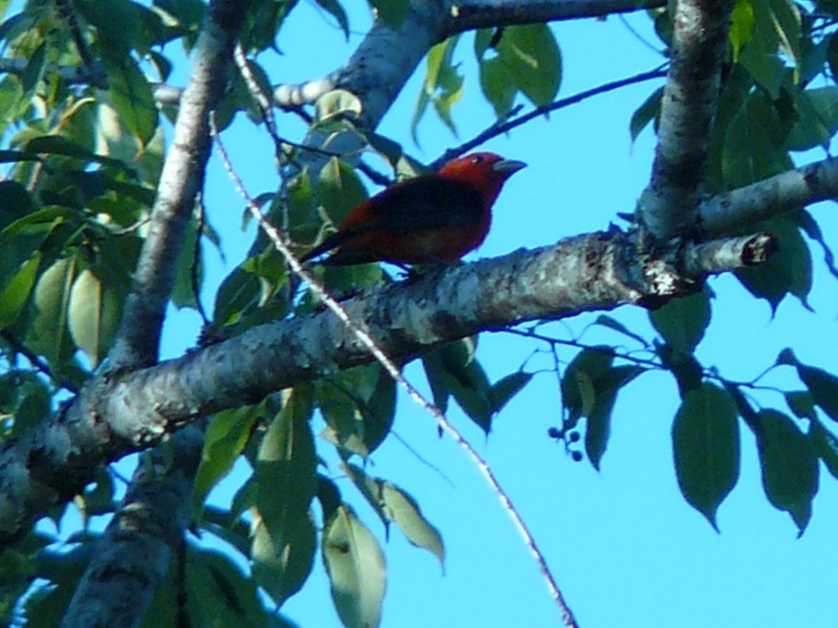 Scarlet Tanager - ML141968841