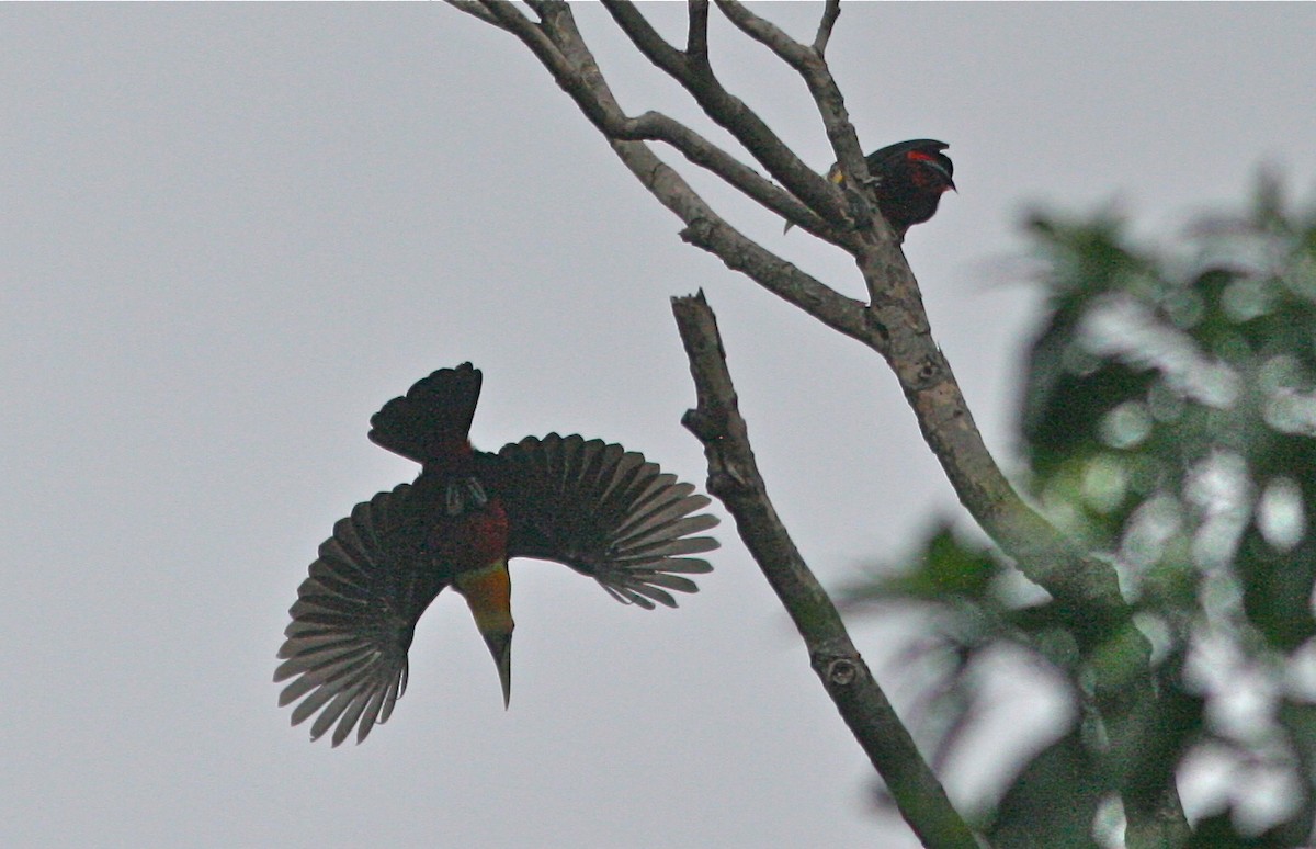 Red-breasted Toucan - ML141968921