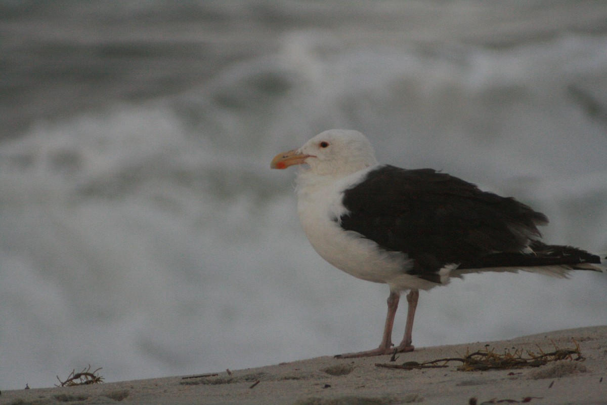 Great Black-backed Gull - Anonymous