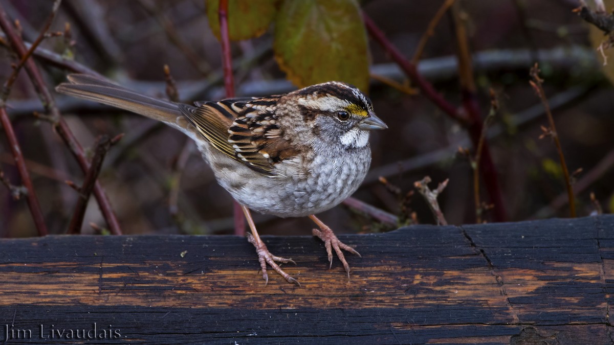 White-throated Sparrow - James Livaudais