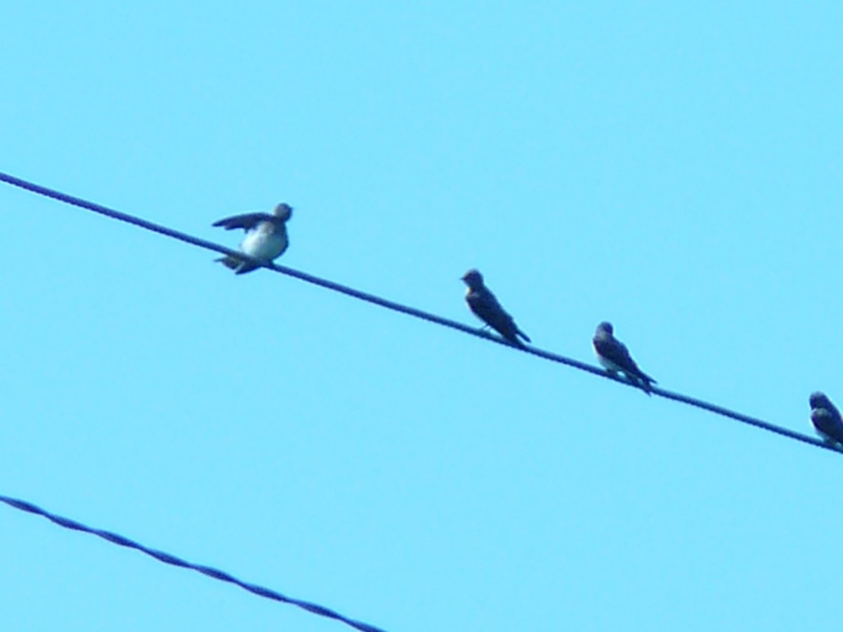 Northern Rough-winged Swallow - ML141969131