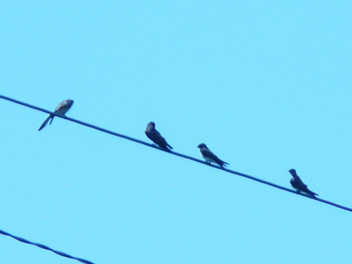 Northern Rough-winged Swallow - ML141969181