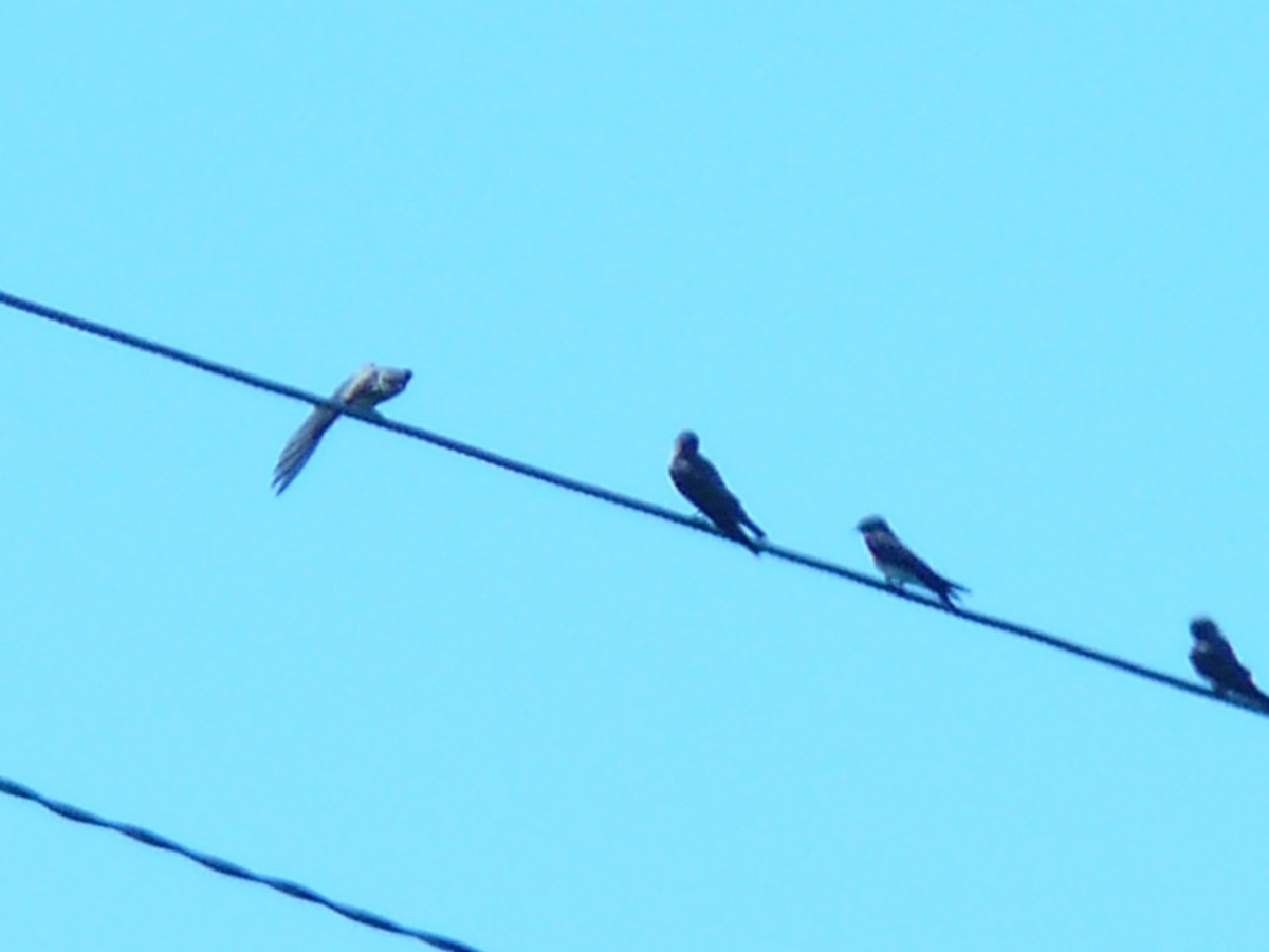 Northern Rough-winged Swallow - ML141969191