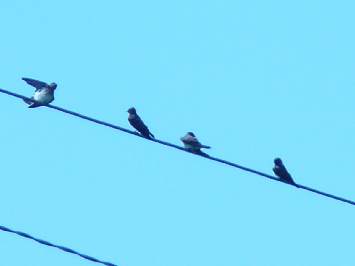 Northern Rough-winged Swallow - ML141969231
