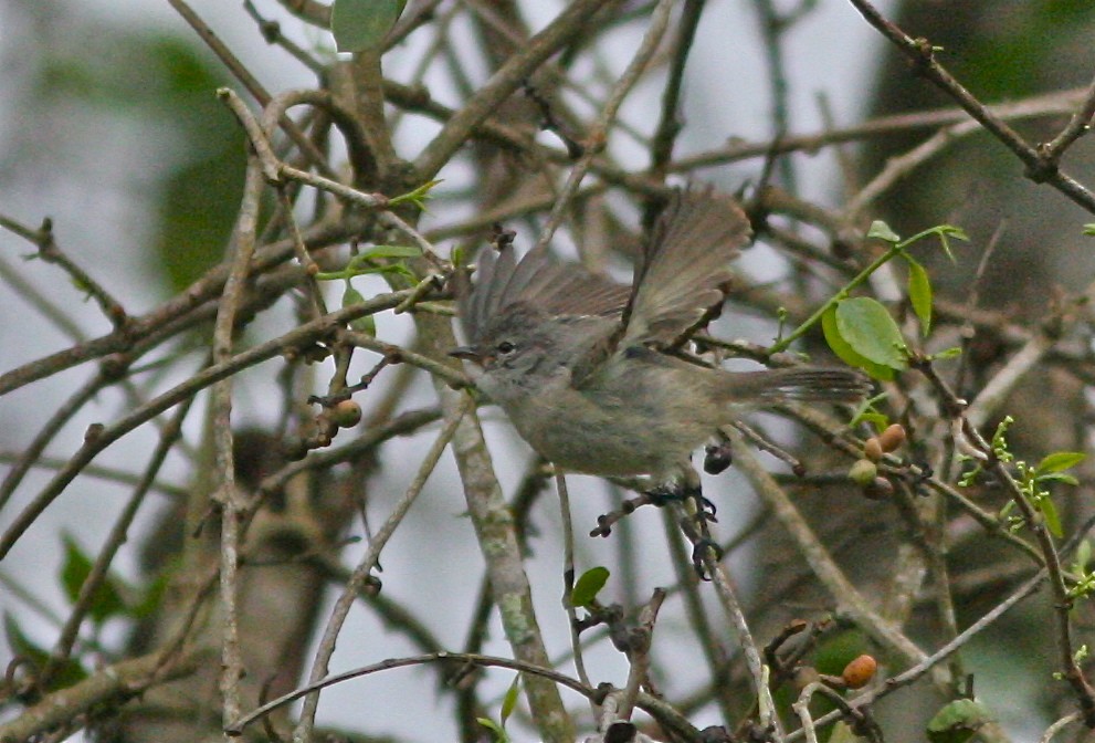 White-crested Tyrannulet (Sulphur-bellied) - Don Roberson