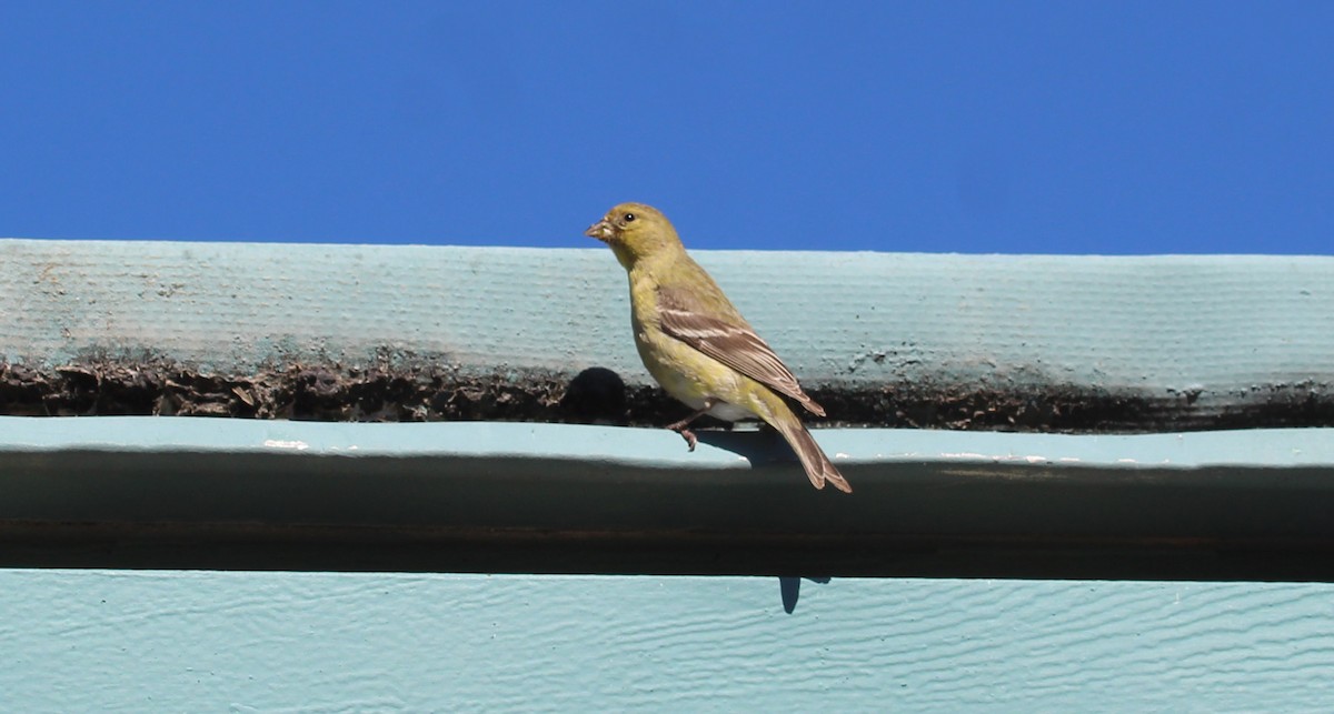 Lesser Goldfinch - Connie Haile