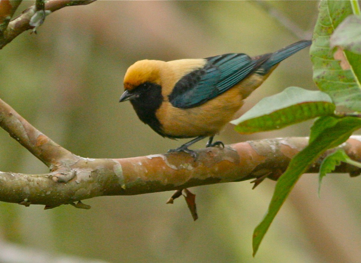 Burnished-buff Tanager - Don Roberson