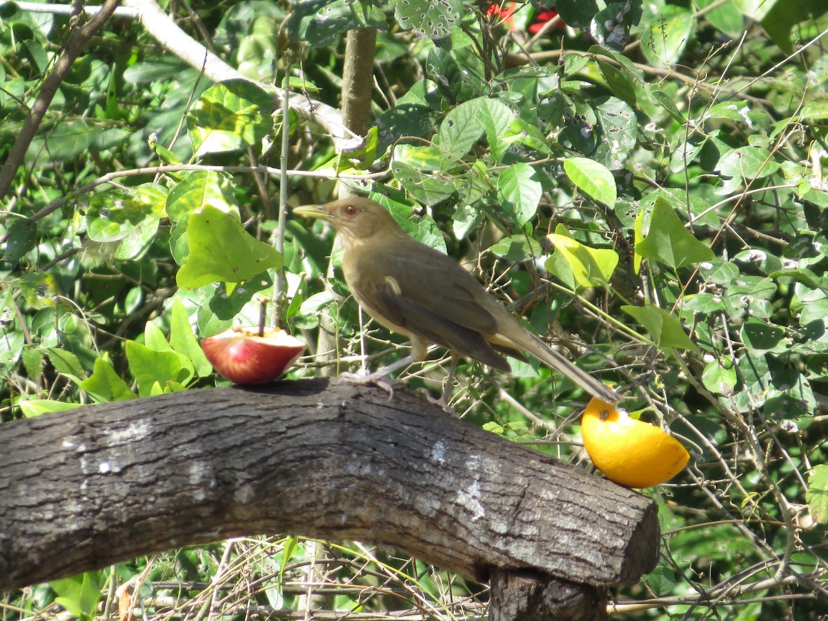 Clay-colored Thrush - Sierra Downes