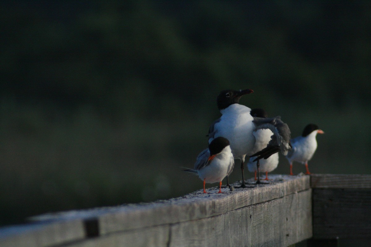 Laughing Gull - Anonymous