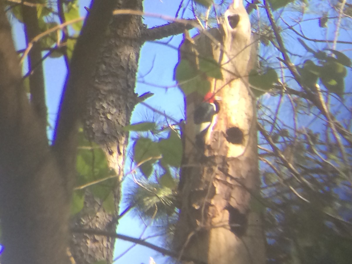 Red-headed Woodpecker - Frederick Kelley