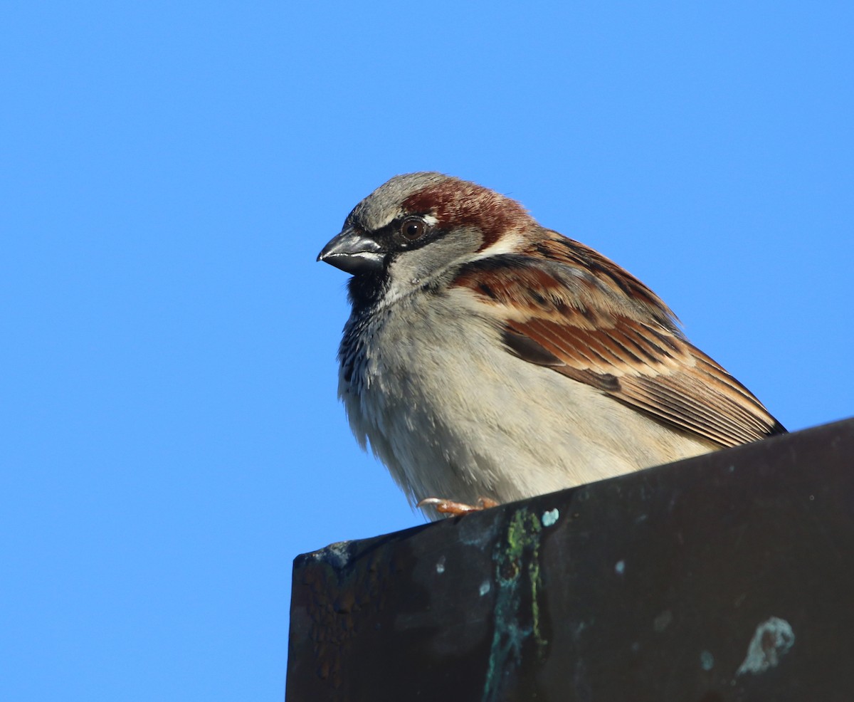 House Sparrow - Pair of Wing-Nuts