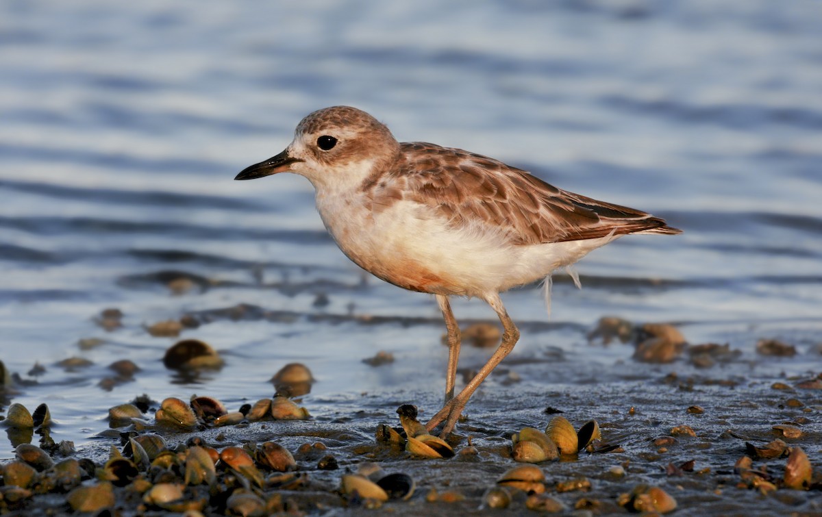 Red-breasted Dotterel (Northern) - ML141973221