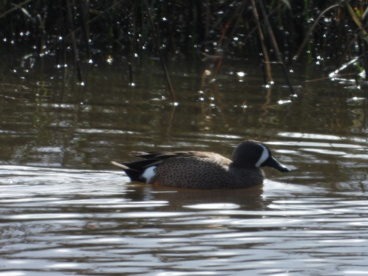 Blue-winged Teal - ML141973321