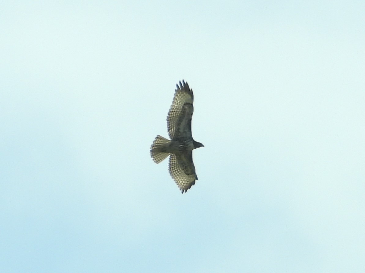 Red-tailed Hawk - ML141973381