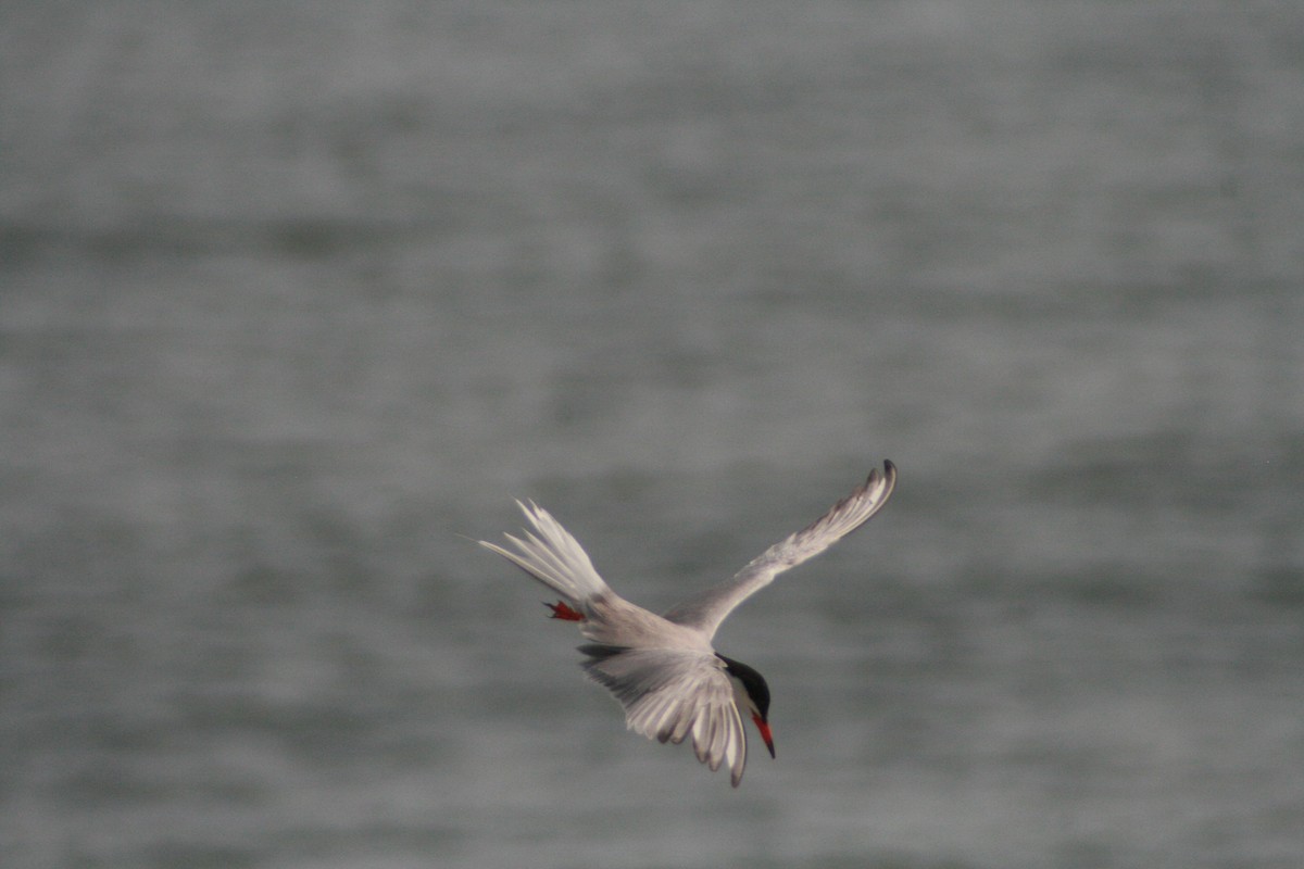 Common Tern - Anonymous