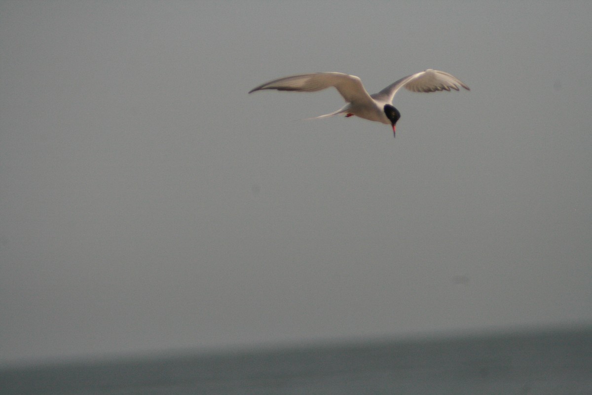 Common Tern - Anonymous