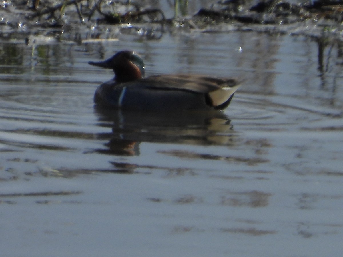 Green-winged Teal - ML141973641
