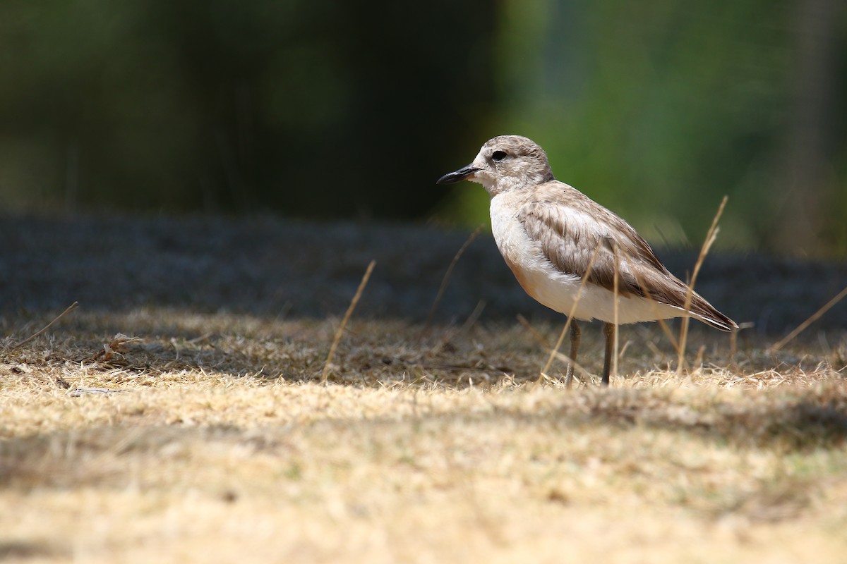 Red-breasted Dotterel - ML141973671