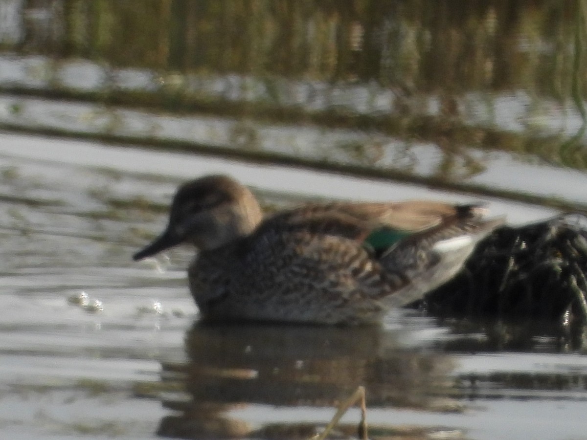 Green-winged Teal - ML141973681