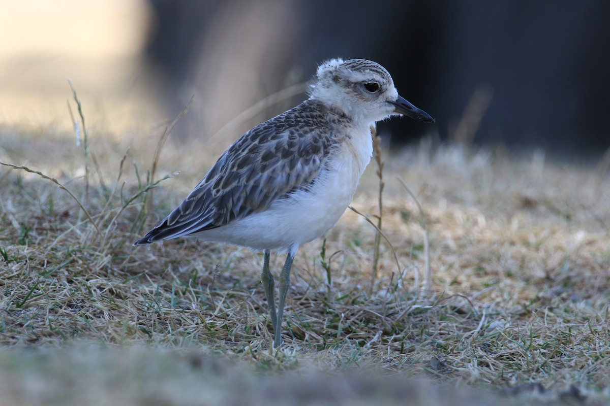 Red-breasted Dotterel - ML141973771