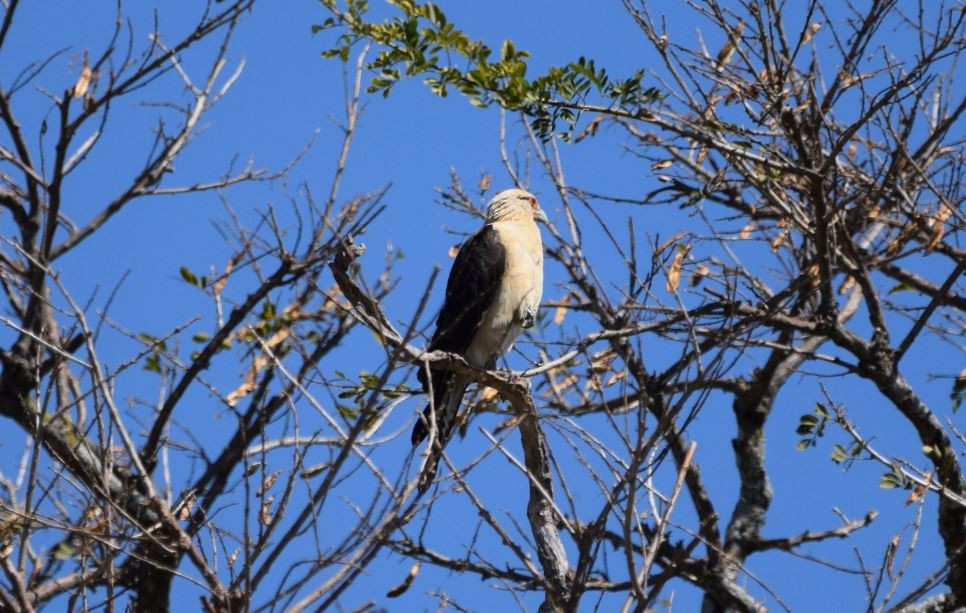 White-tailed Kite - Lee Adam