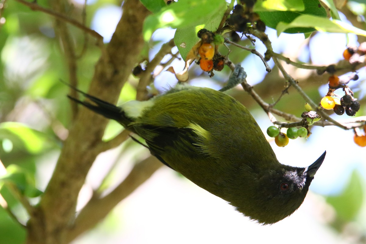 New Zealand Bellbird - Kuang-Ping Yu