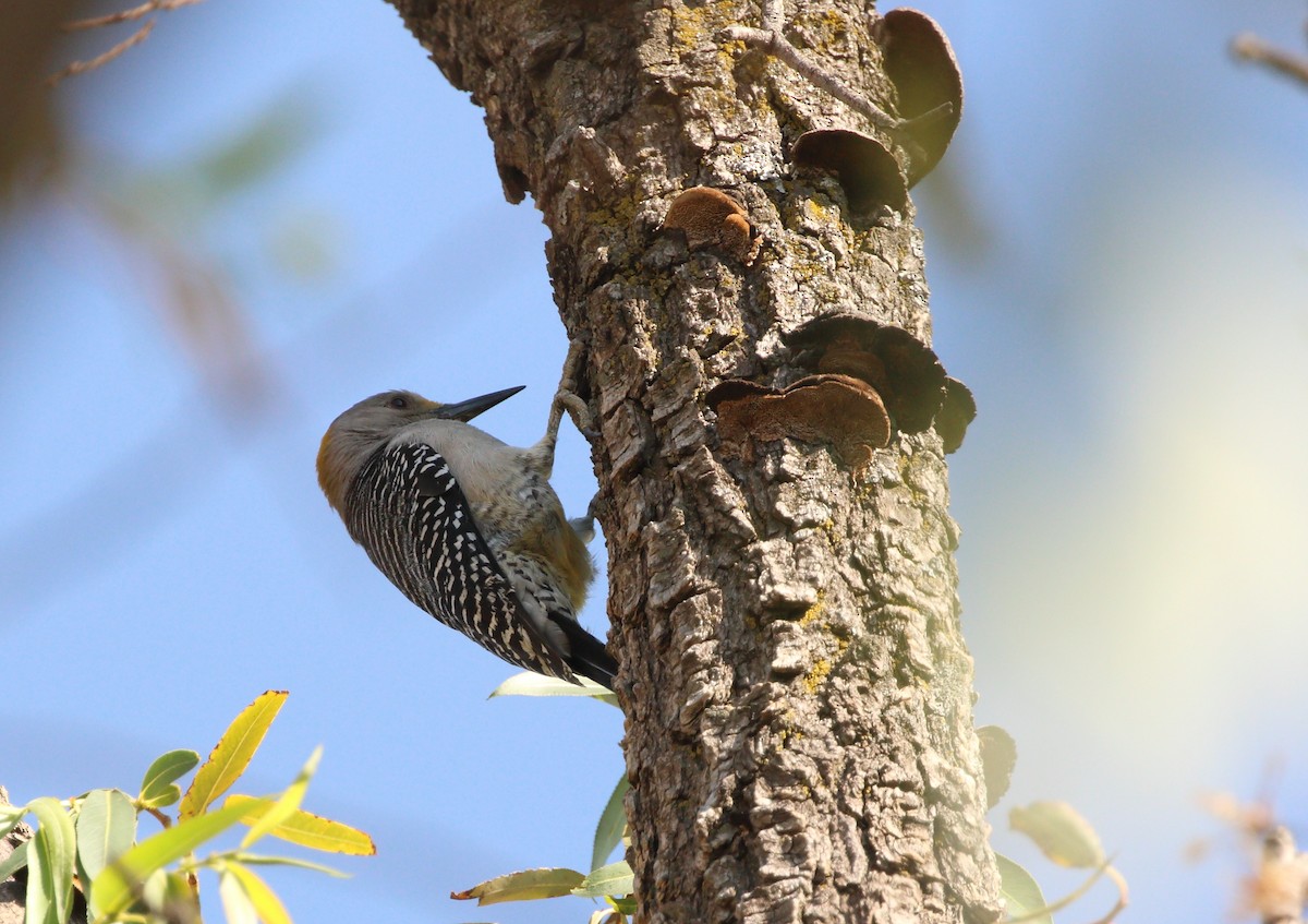 Golden-fronted Woodpecker (Northern) - Anuar López