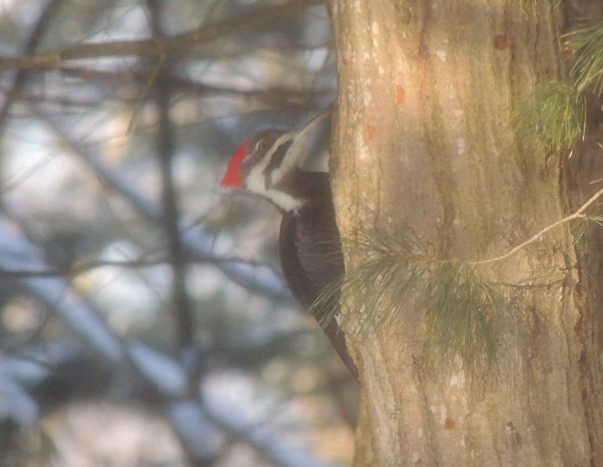 Pileated Woodpecker - Peter Bono