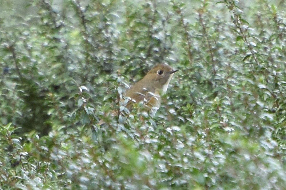 Red-flanked Bluetail - ML141976881