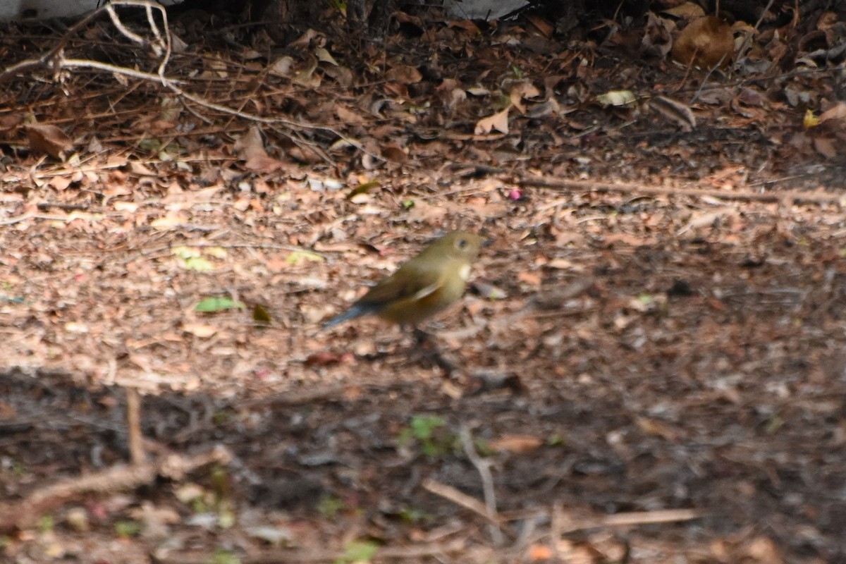 Red-flanked Bluetail - ML141976901