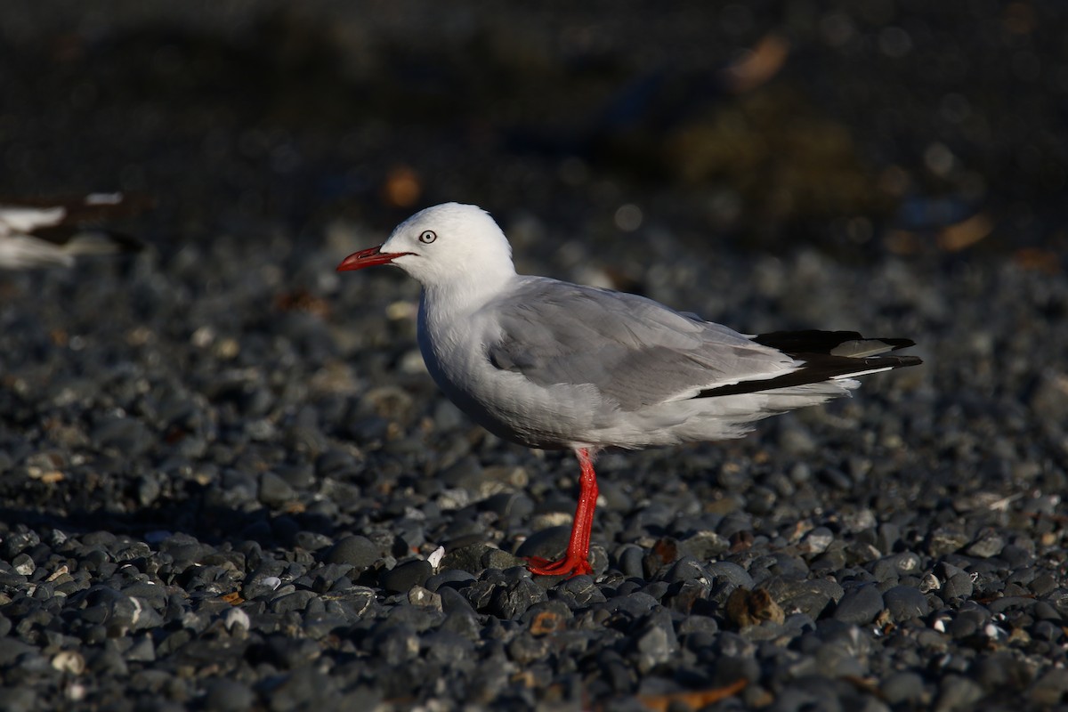 Silver Gull (Red-billed) - ML141977881