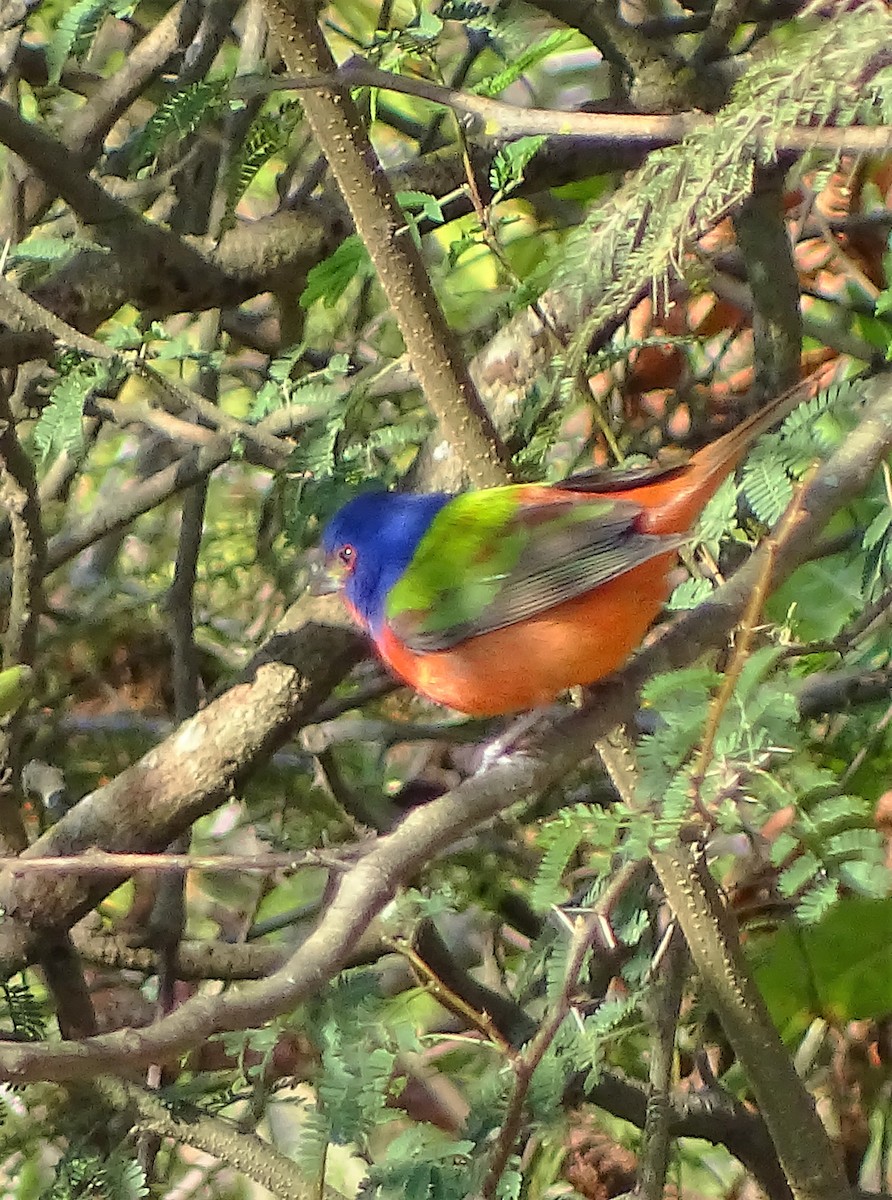 Painted Bunting - Alfonso Auerbach