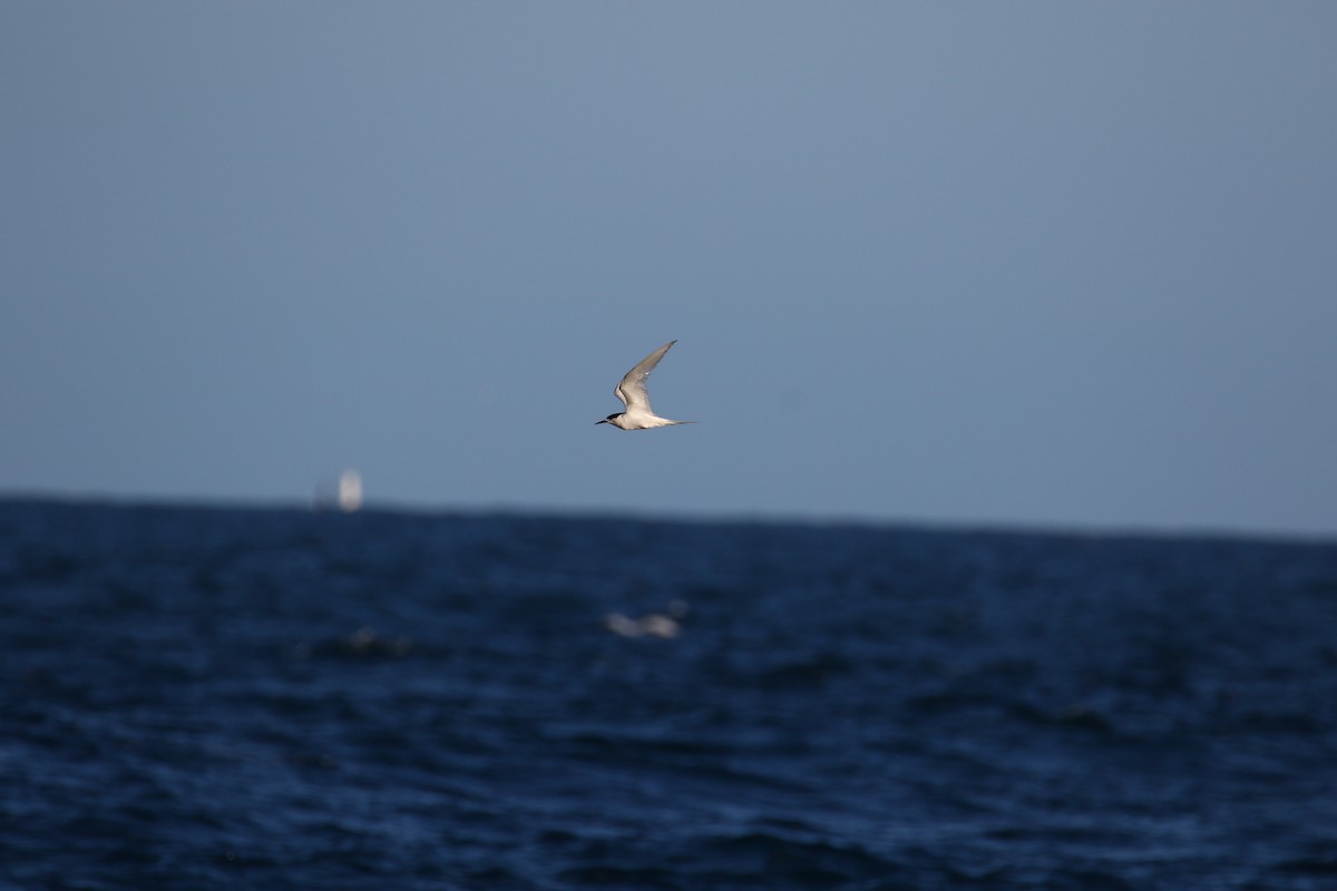White-fronted Tern - ML141978151