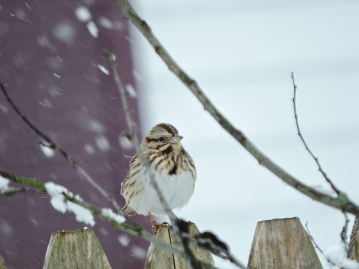 Song Sparrow - Donna Ortuso