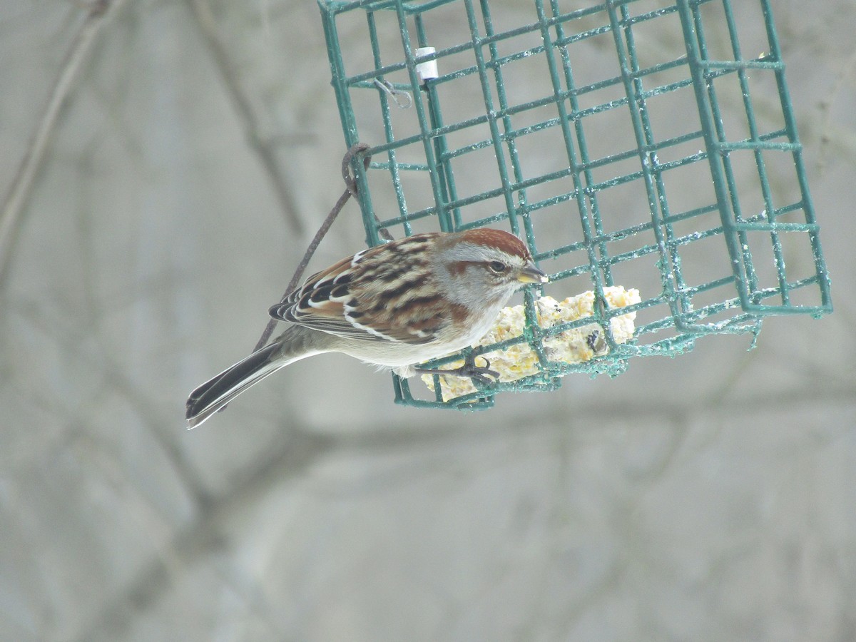 American Tree Sparrow - ML141978461
