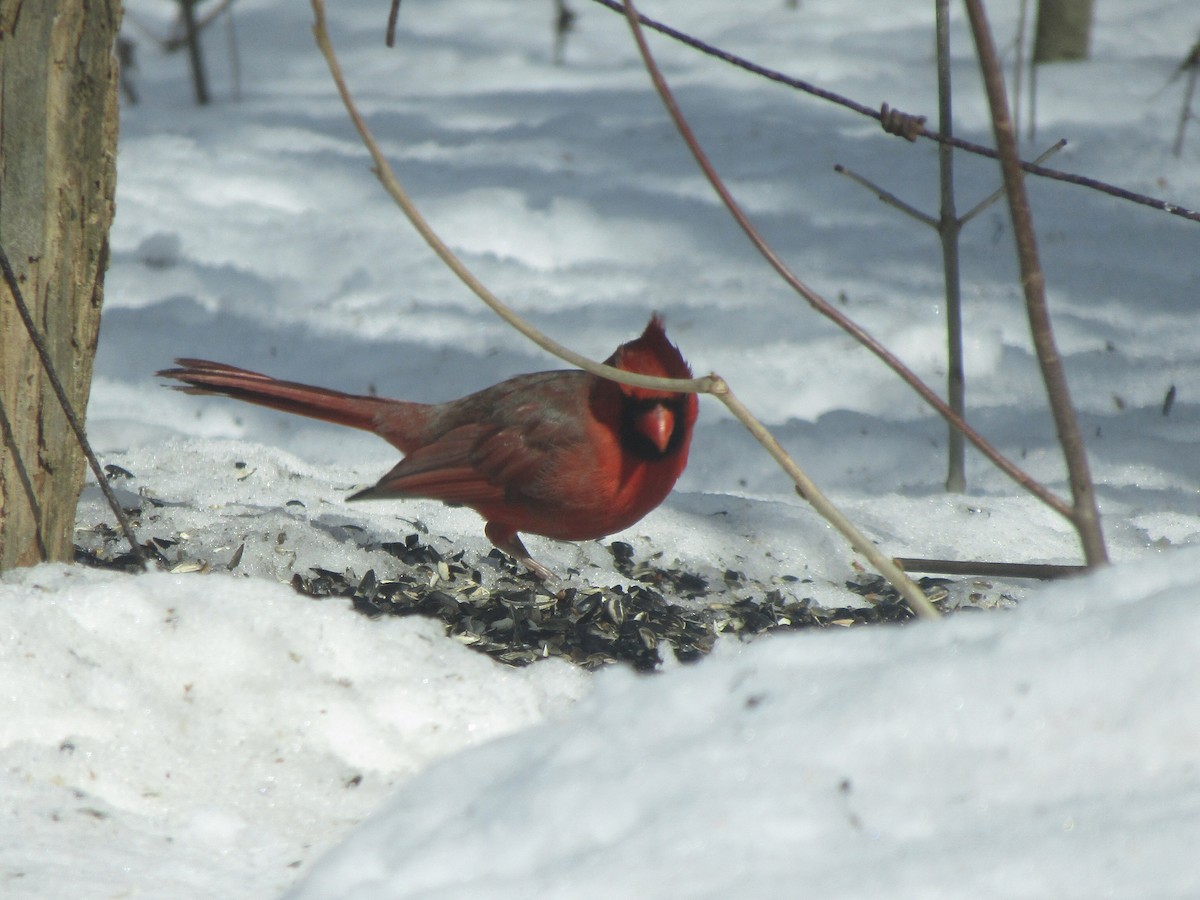 Northern Cardinal - Kathy Haase