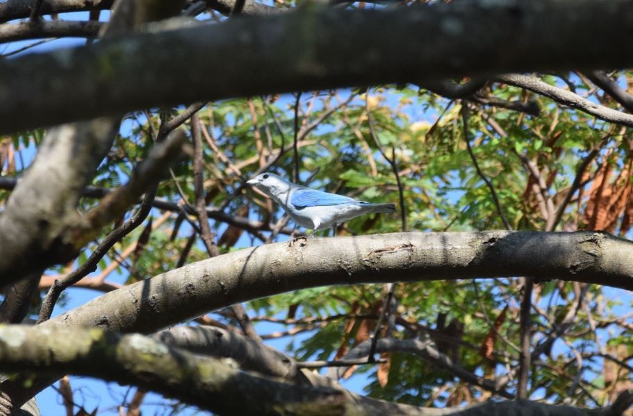 Blue-gray Tanager - ML141978661