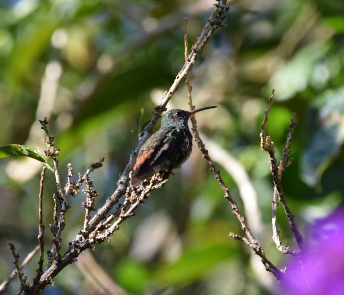 Rufous-tailed Hummingbird - Lee Adam