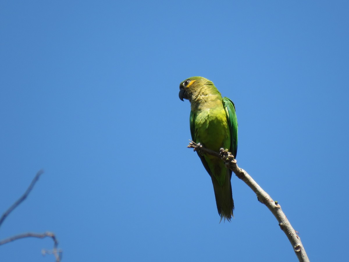 Brown-throated Parakeet - ML141978901