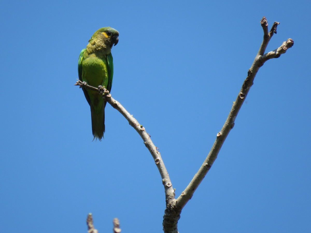 Brown-throated Parakeet - ML141978921