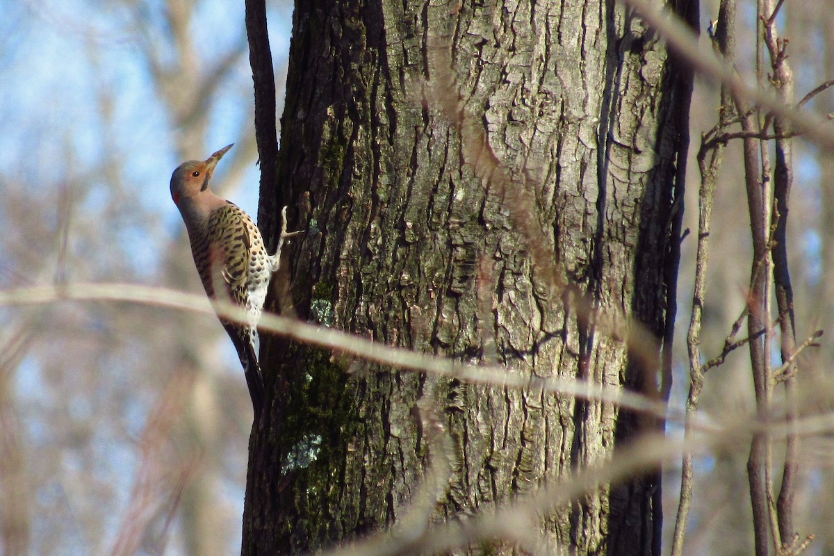 Northern Flicker - Eric Walther