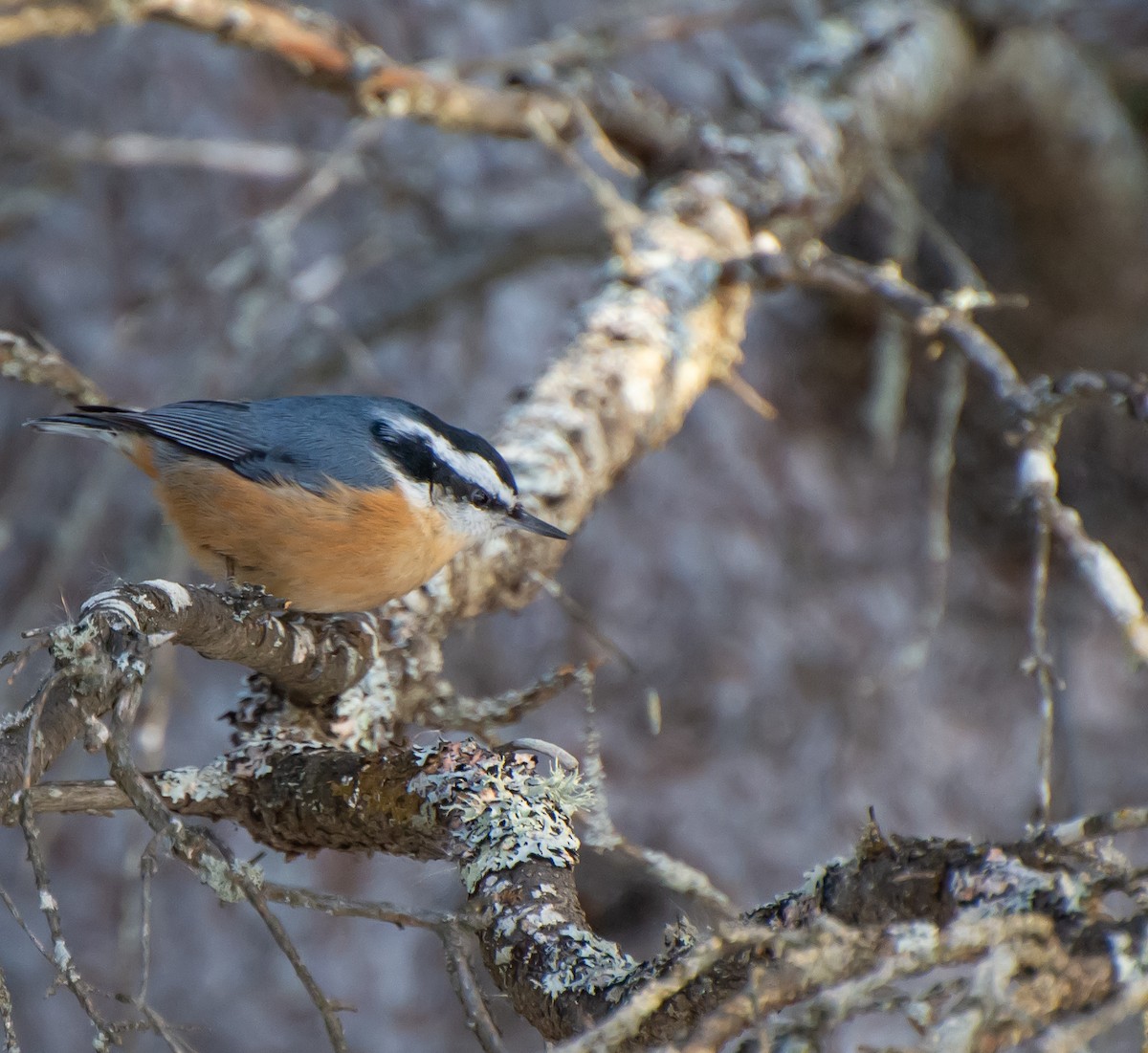 Red-breasted Nuthatch - Damon Haan