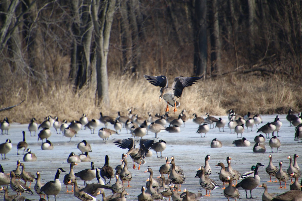 Greater White-fronted Goose - ML141979841