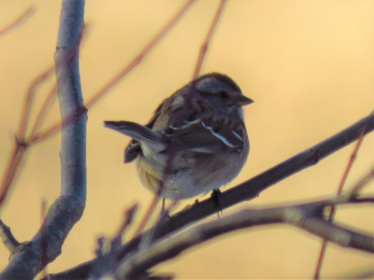 American Tree Sparrow - ML141980051